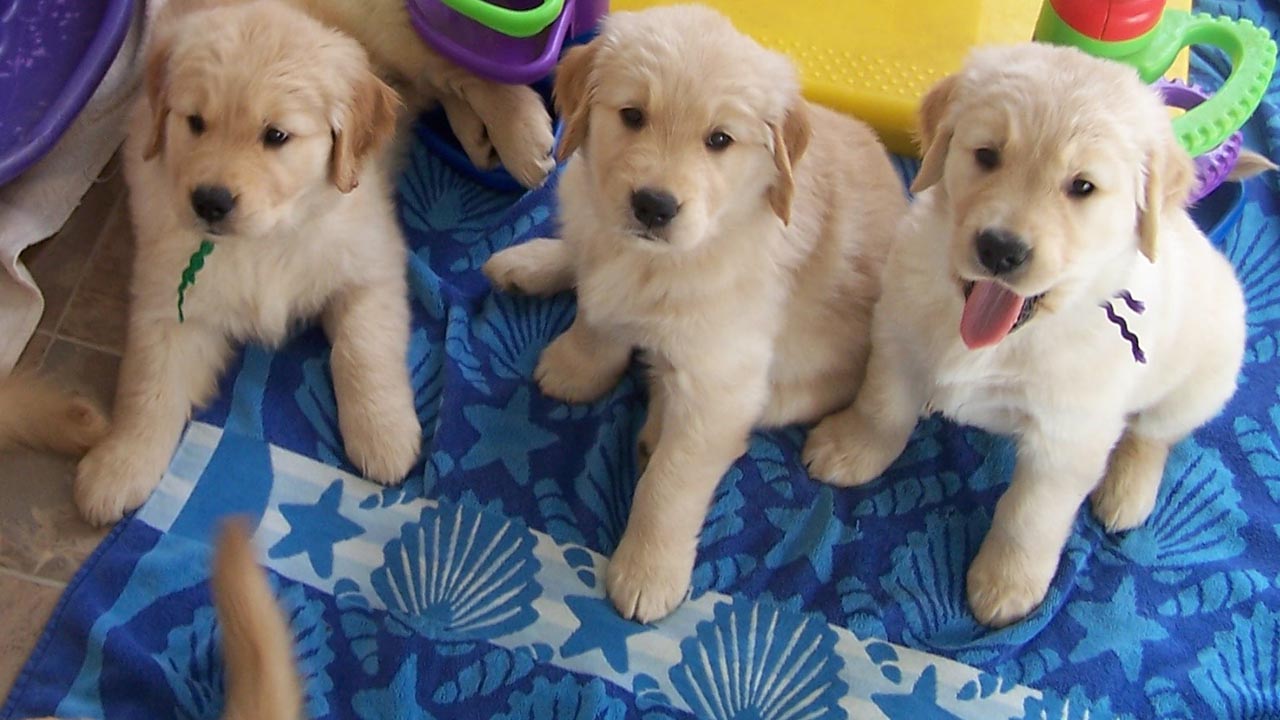 golden retriever puppies