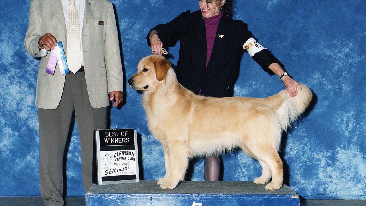 golden retriever champion pointed puppies