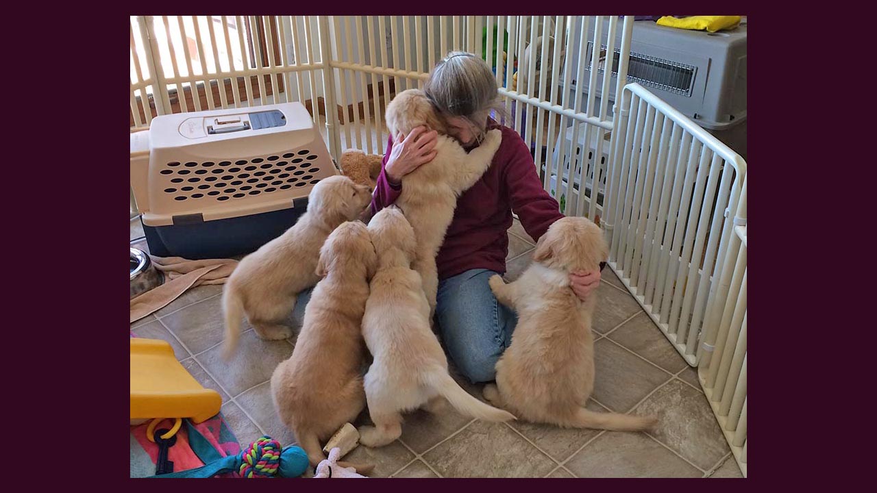 golden retriever breeders