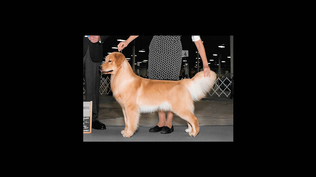 stud dog tangleloft skipper